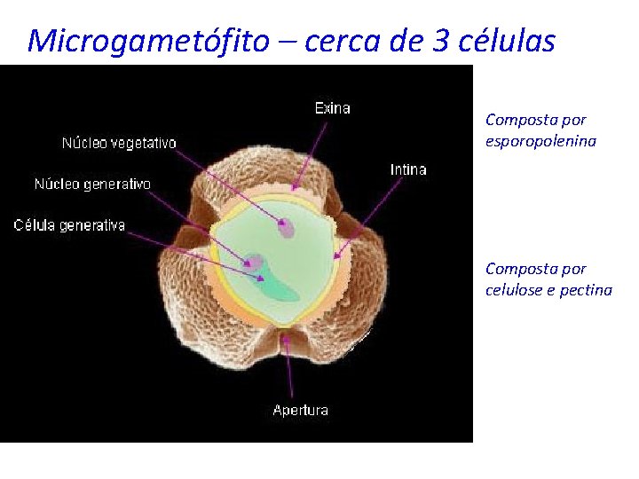 Microgametófito – cerca de 3 células Composta por esporopolenina Composta por celulose e pectina