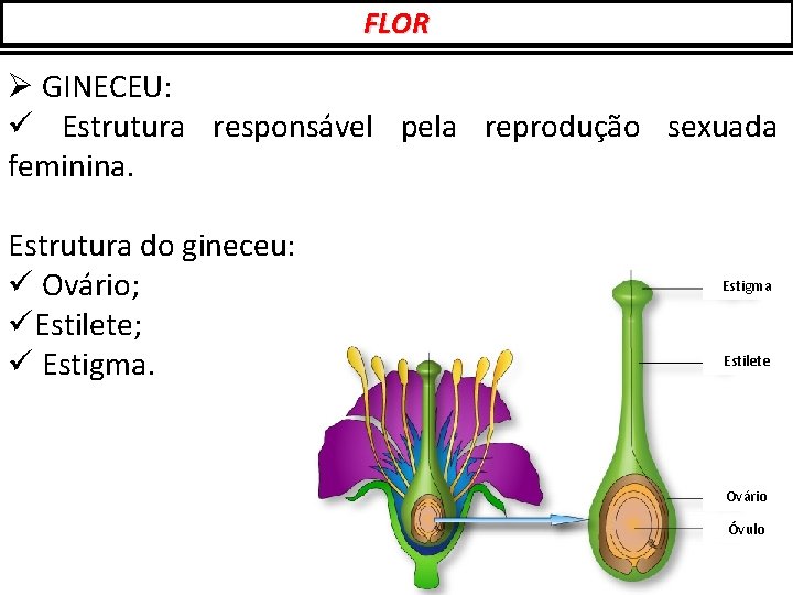 FLOR Ø GINECEU: ü Estrutura responsável pela reprodução sexuada feminina. Estrutura do gineceu: ü