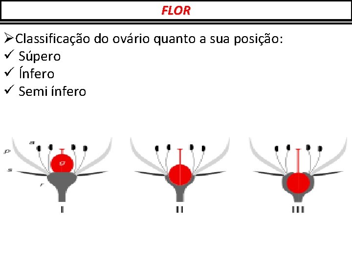 FLOR ØClassificação do ovário quanto a sua posição: ü Súpero ü Ínfero ü Semi