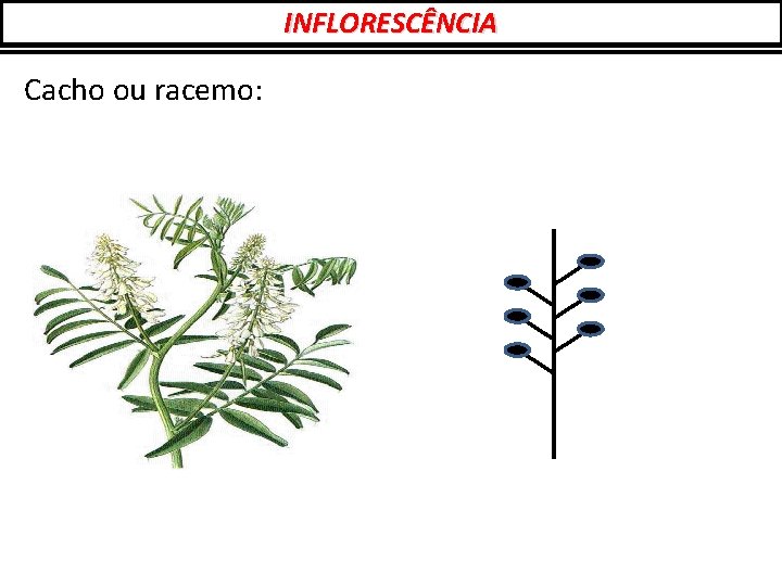 INFLORESCÊNCIA Cacho ou racemo: 