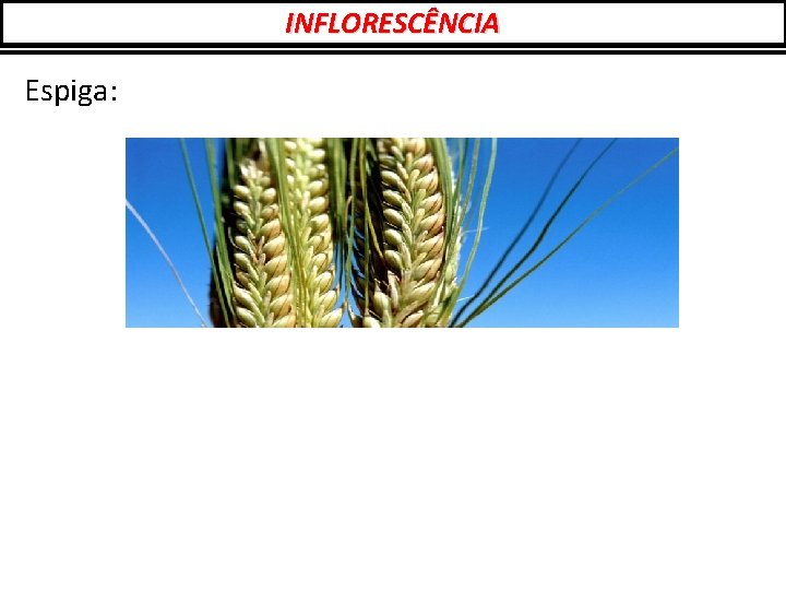 INFLORESCÊNCIA Espiga: 