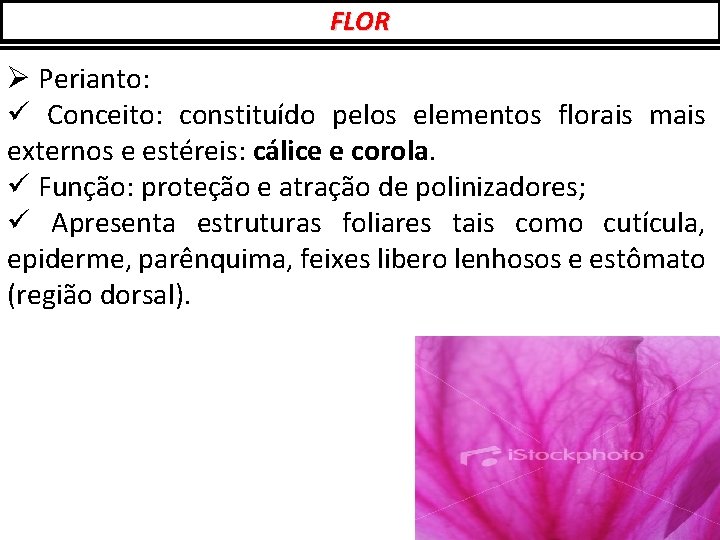 FLOR Ø Perianto: ü Conceito: constituído pelos elementos florais mais externos e estéreis: cálice