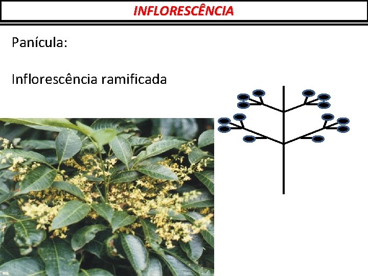 INFLORESCÊNCIA Panícula: Inflorescência ramificada 