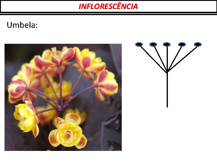 INFLORESCÊNCIA Umbela: 