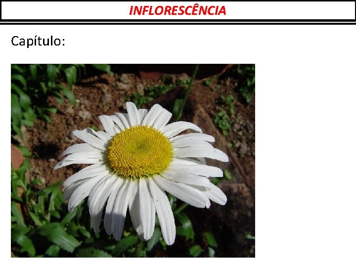 INFLORESCÊNCIA Capítulo: 