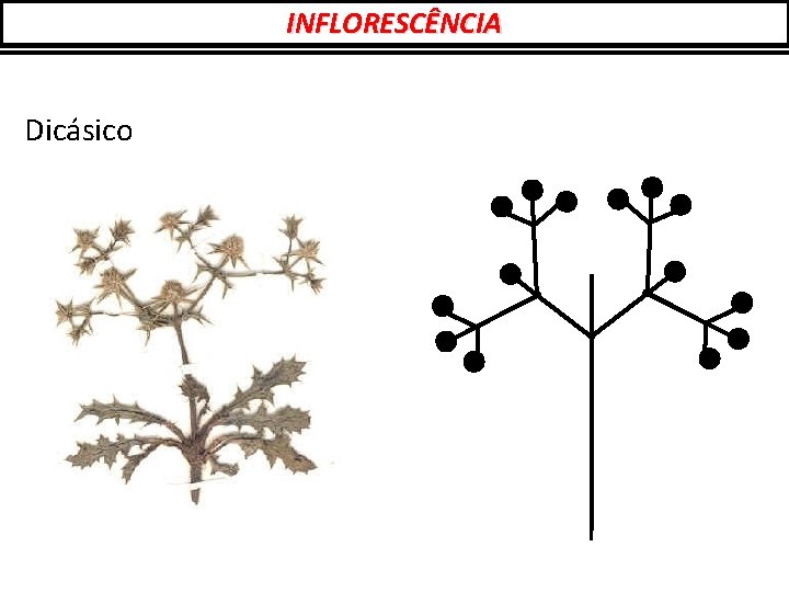 INFLORESCÊNCIA Dicásico 
