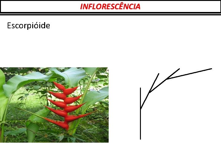 INFLORESCÊNCIA Escorpióide 