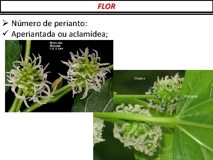 FLOR Ø Número de perianto: ü Aperiantada ou aclamídea; 