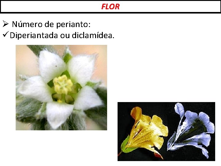 FLOR Ø Número de perianto: üDiperiantada ou diclamídea. 