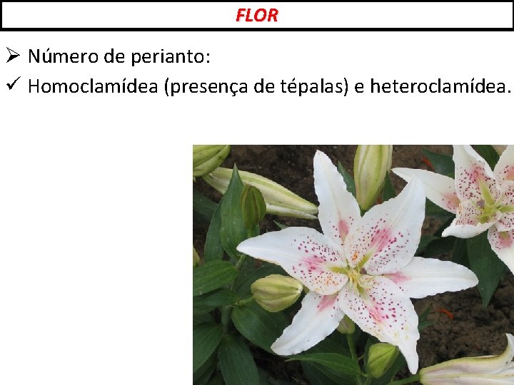 FLOR Ø Número de perianto: ü Homoclamídea (presença de tépalas) e heteroclamídea. 