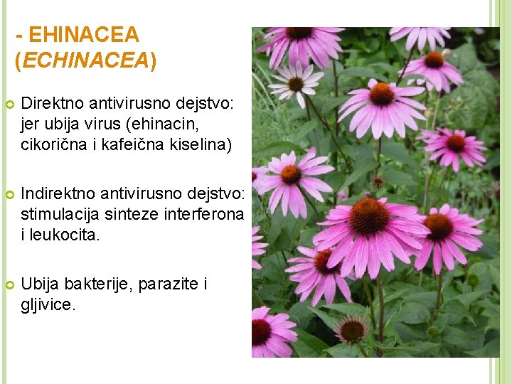 - EHINACEA (ECHINACEA) Direktno antivirusno dejstvo: jer ubija virus (ehinacin, cikorična i kafeična kiselina)