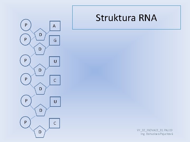 A Struktura RNA G U C VY_32_INOVACE_B 1. PAJ. 09 Ing. Bohuslava Pajurková 