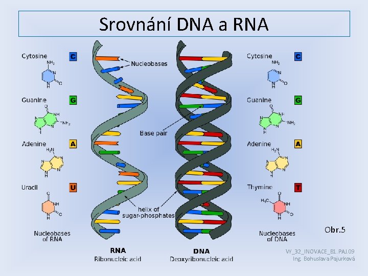 Srovnání DNA a RNA Obr. 5 VY_32_INOVACE_B 1. PAJ. 09 Ing. Bohuslava Pajurková 