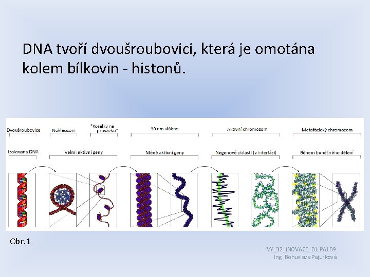 DNA tvoří dvoušroubovici, která je omotána kolem bílkovin - histonů. Obr. 1 VY_32_INOVACE_B 1.