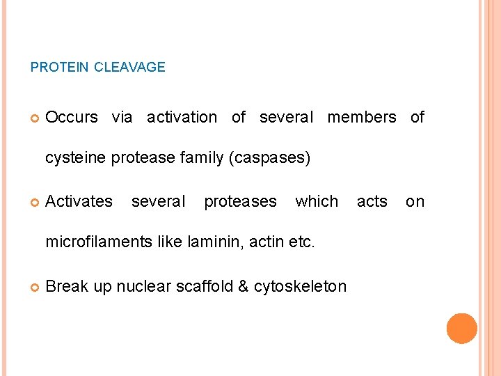 PROTEIN CLEAVAGE Occurs via activation of several members of cysteine protease family (caspases) Activates