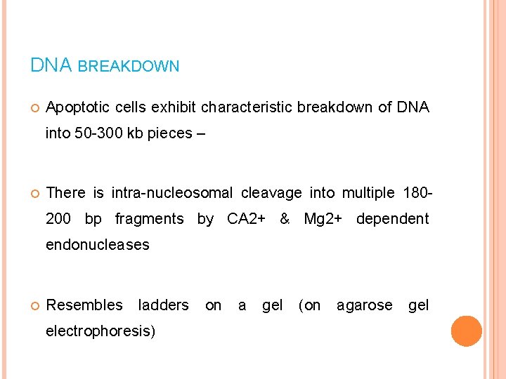 DNA BREAKDOWN Apoptotic cells exhibit characteristic breakdown of DNA into 50 -300 kb pieces