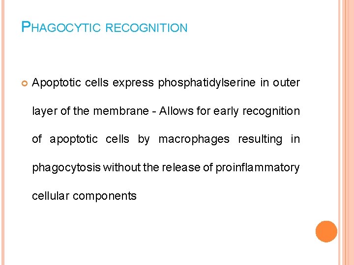 PHAGOCYTIC RECOGNITION Apoptotic cells express phosphatidylserine in outer layer of the membrane - Allows