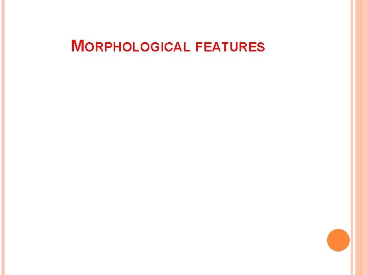 MORPHOLOGICAL FEATURES 