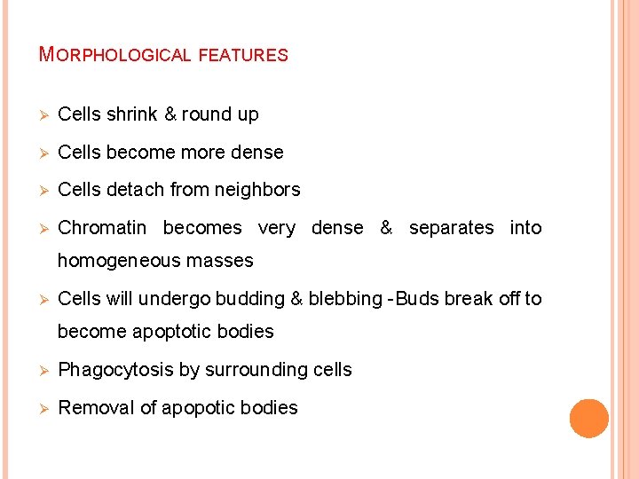 MORPHOLOGICAL FEATURES Ø Cells shrink & round up Ø Cells become more dense Ø