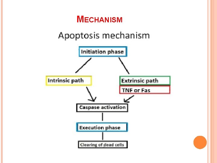 MECHANISM 