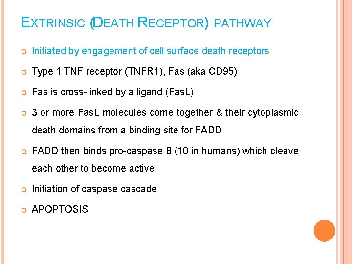 EXTRINSIC (DEATH RECEPTOR) PATHWAY Initiated by engagement of cell surface death receptors Type 1