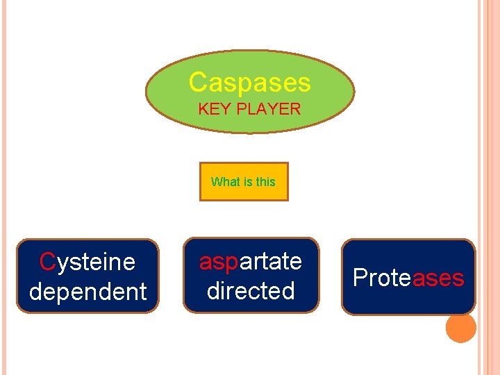 Caspases KEY PLAYER What is this Cysteine dependent aspartate directed Proteases 