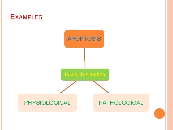 EXAMPLES APOPTOSIS In which situation PHYSIOLOGICAL PATHOLOGICAL 