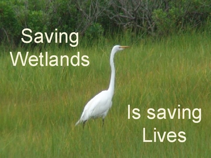 Saving Wetlands Is saving Lives 