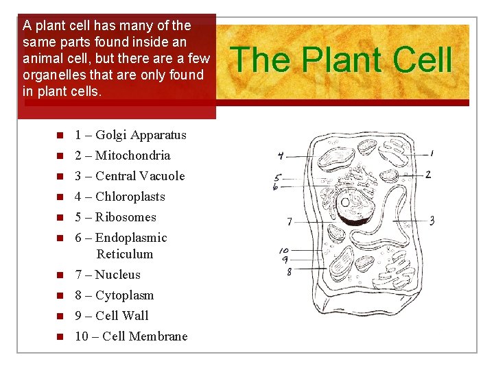 Cell Structure And Function The Basic Unit Of