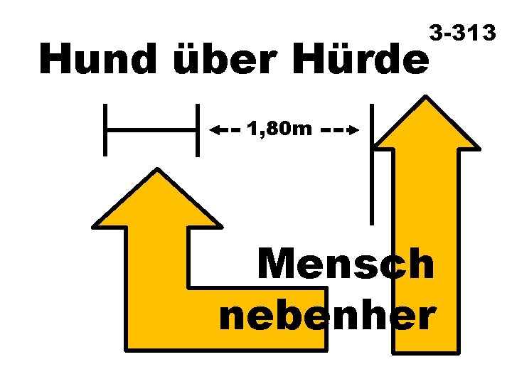 3 -313 Hund über Hürde 1, 80 m Mensch nebenher 