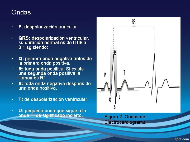 Ondas • P: despolarización auricular • QRS: despolarización ventricular, su duración normal es de