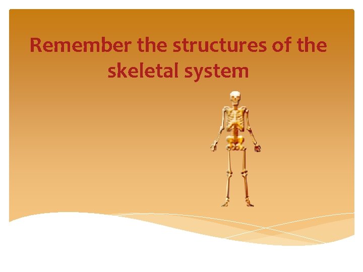 Remember the structures of the skeletal system 