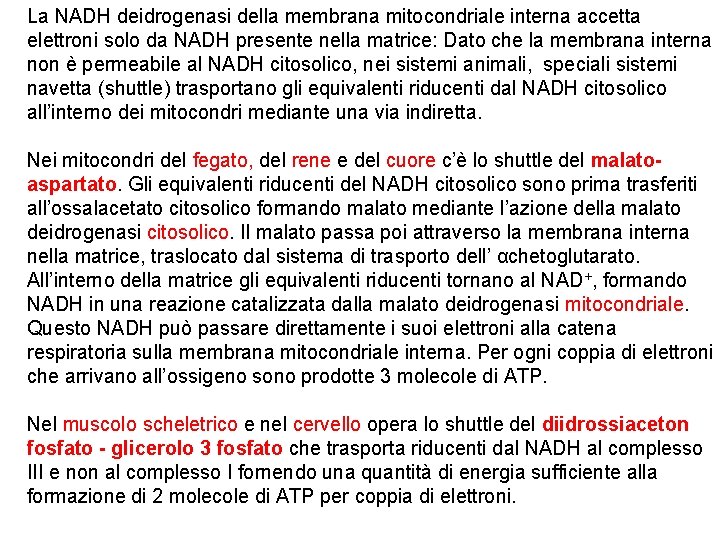 La NADH deidrogenasi della membrana mitocondriale interna accetta elettroni solo da NADH presente nella