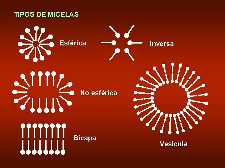 TIPOS DE MICELAS Esférica Inversa No esférica Bicapa Vesícula 