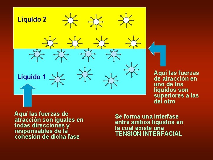 Líquido 2 Líquido 1 Aquí las fuerzas de atracción son iguales en todas direcciones
