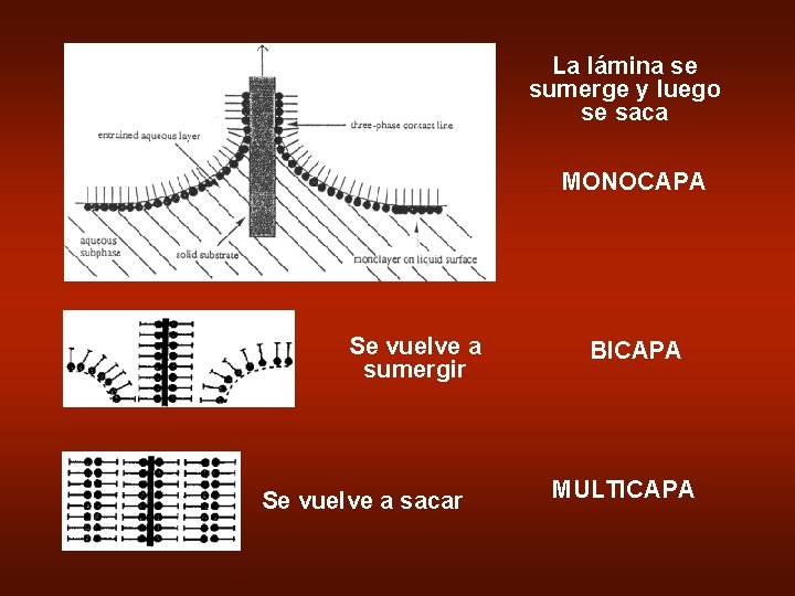 La lámina se sumerge y luego se saca MONOCAPA Se vuelve a sumergir Se