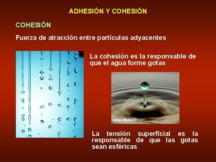 ADHESIÓN Y COHESIÓN Fuerza de atracción entre partículas adyacentes La cohesión es la responsable