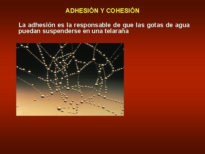 ADHESIÓN Y COHESIÓN La adhesión es la responsable de que las gotas de agua