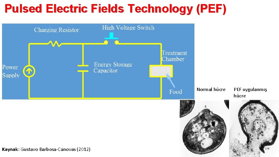 Pulsed Electric Fields Technology (PEF) Normal hücre Kaynak: Gustavo Barbosa-Canovas (2012) PEF uygulanmış hücre