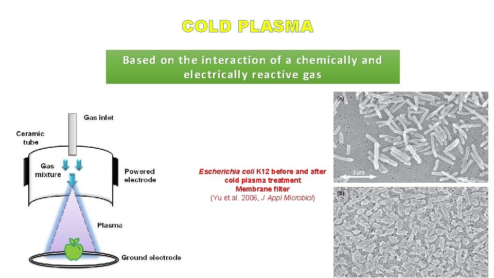 COLD PLASMA Based on the interaction of a chemically and electrically reactive gas Escherichia