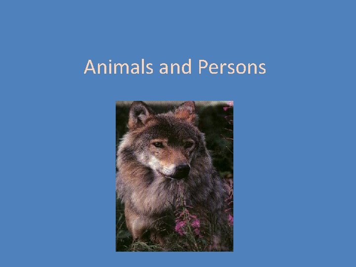 Animals and Persons 