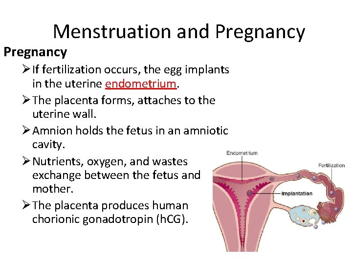 Menstruation and Pregnancy Ø If fertilization occurs, the egg implants in the uterine endometrium.
