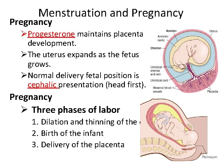 Menstruation and Pregnancy ØProgesterone maintains placenta development. ØThe uterus expands as the fetus grows.