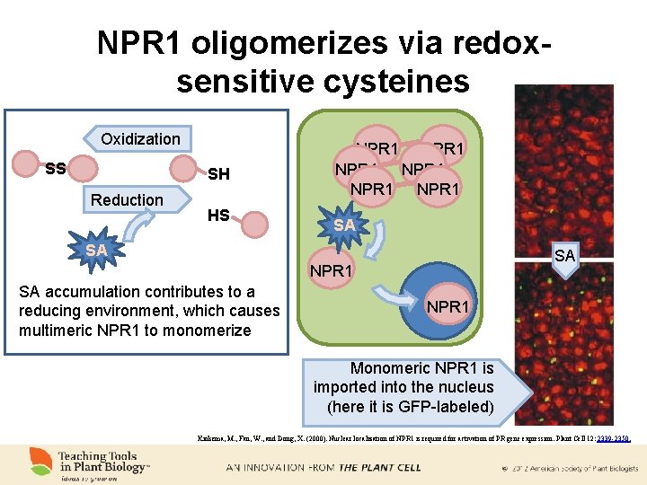 NPR 1 oligomerizes via redoxsensitive cysteines Oxidization SS SH Reduction HS NPR 1 NPR