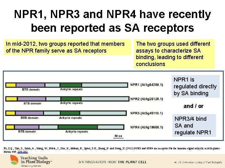 NPR 1, NPR 3 and NPR 4 have recently been reported as SA receptors
