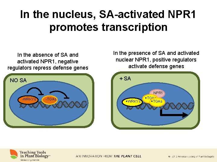 In the nucleus, SA-activated NPR 1 promotes transcription In the absence of SA and