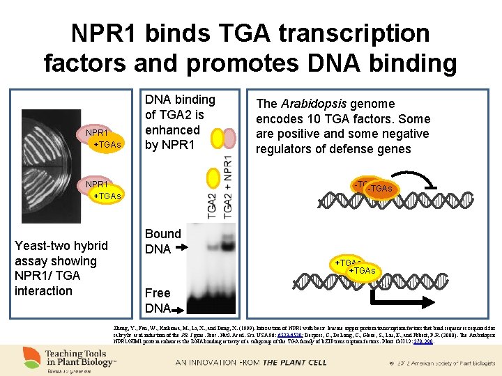 NPR 1 binds TGA transcription factors and promotes DNA binding NPR 1 +TGAs DNA