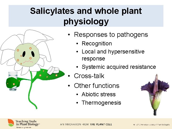 Salicylates and whole plant physiology • Responses to pathogens • Recognition • Local and