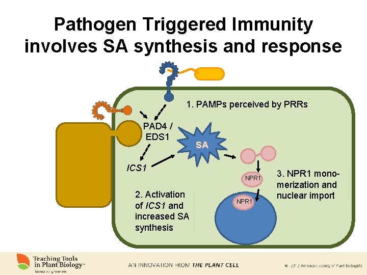 Pathogen Triggered Immunity involves SA synthesis and response 1. PAMPs perceived by PRRs PAD
