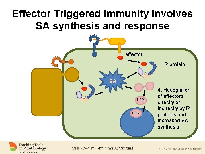 Effector Triggered Immunity involves SA synthesis and response effector R protein SA NPR 1